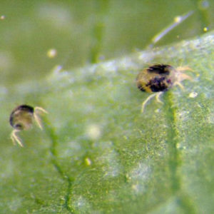 Spider mites on leaves