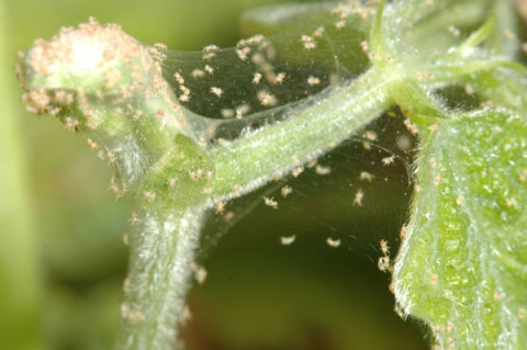 Spider mites on a plant stem