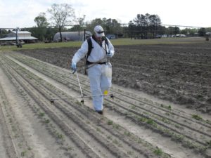 Person walking in a field applying a pest management product