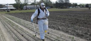 Person walking in a field applying a pest management product