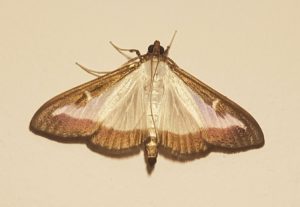 Close up image of a moth with wings extended