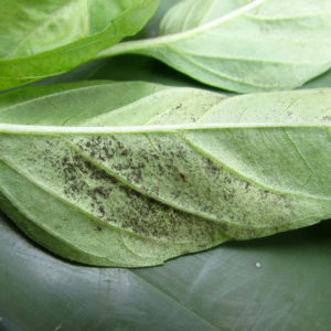 Close up image of a basil leaf covered with mildew