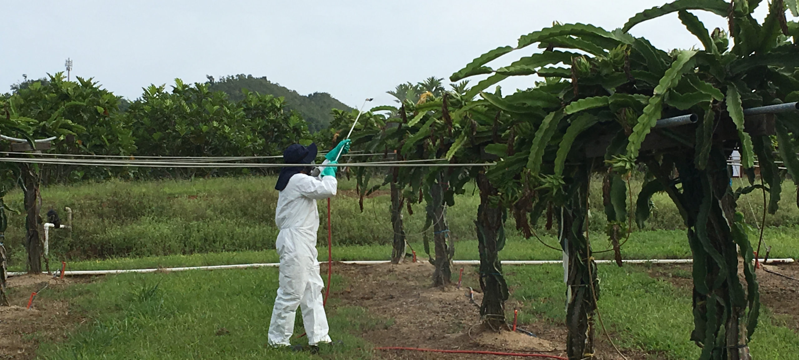 Person wearing protective clothing standing on a farm spraying a dragonfruit plant