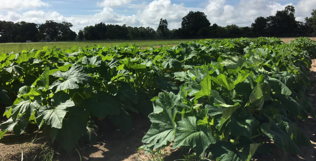 Squash-field-Photo-by-Peter-Dittmar-Univ.-of-Fla.-1024x768 cropped Rows of squash plants
