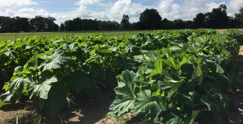 Rows of squash plants