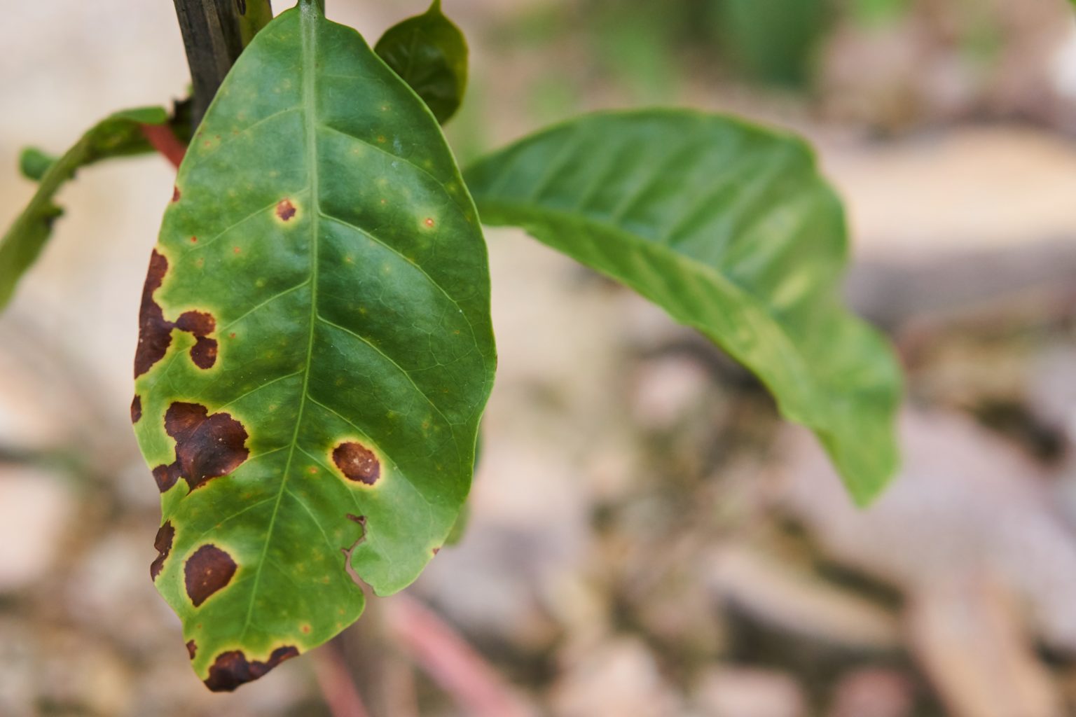 Leaf rust фото 17