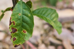Close up image of coffee leaf with pest damage