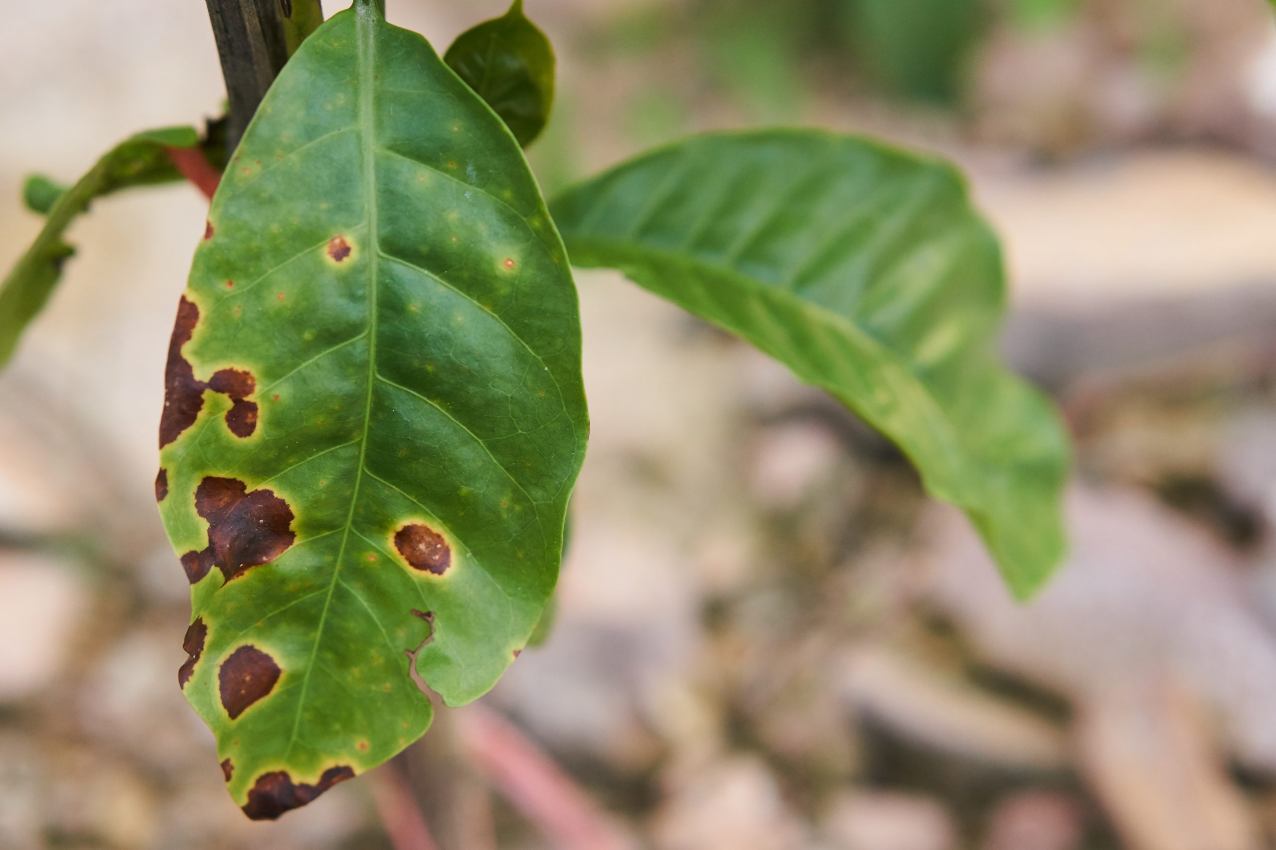 Close up image of coffee leaf with pest damage