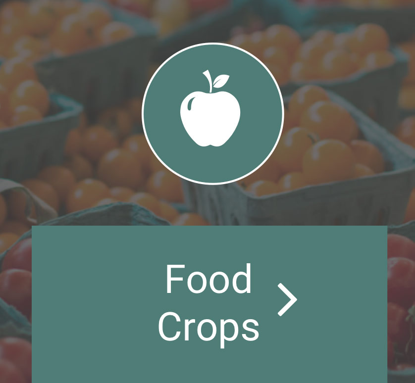 Food Crops
