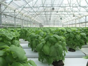 Basil plants growing in a greenhouse