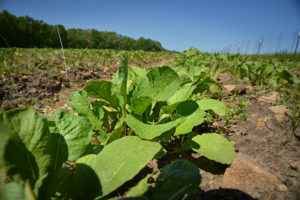 Close up image of a row of radish plants on a farm