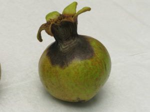 Green pomegranate fruit with visible rotting