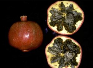 Two pomegranates: one whole and one cut in half, displaying black heart damage on the inside of the fruit