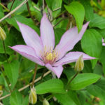 Light purple flower on green climbing, leafy vine