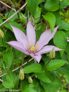 Light purple flower on green climbing, leafy vine