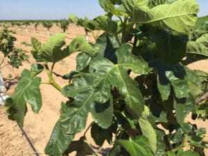 Close up image of a fig tree in a fig orchard