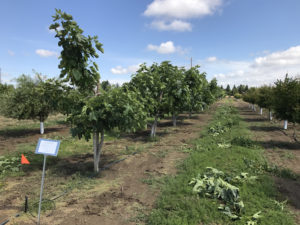 Row of fig trees in a fig orchard. A small white sign on a post with text too small to read is in the lefthand foreground. A small triangle orange flag on a post is next to the sign.