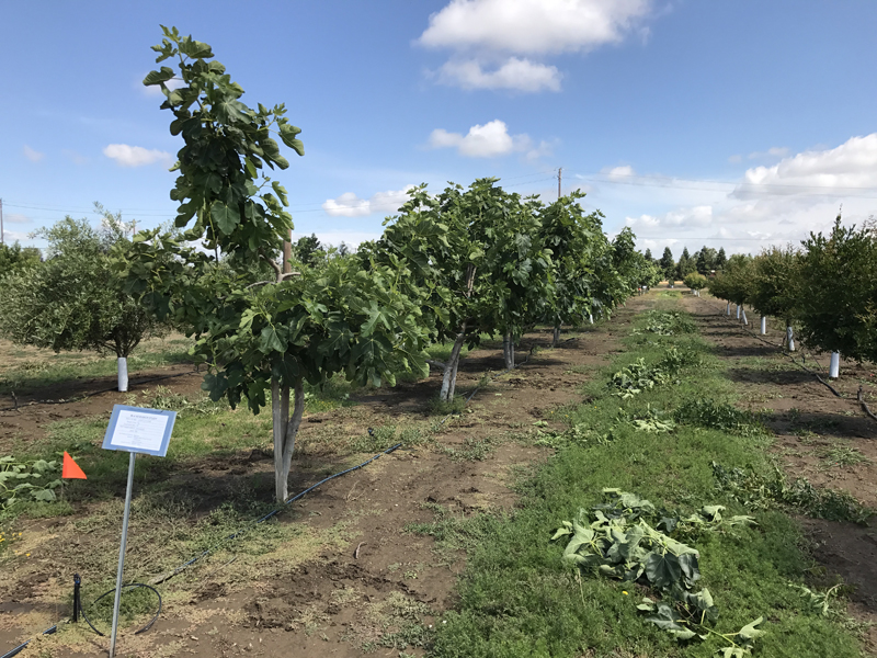 IR-4 Supports New Tool to Fight Weeds in Fig Orchards – IR-4 Project