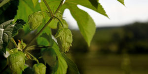 Hops growing at Mountain Horticultural Research and Extension Center in Henderson County.