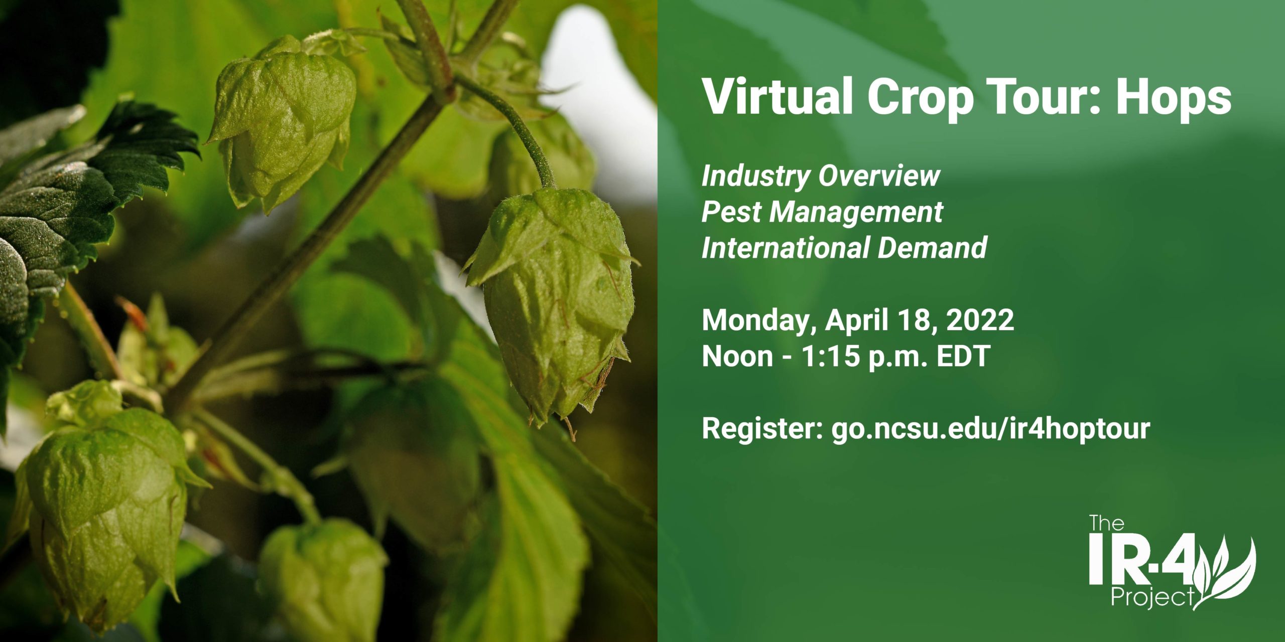 Image of hop plant with a green transparent box covering the right half of the image. Over the box is text in white that says "Virtual Crop Tour: Hops. Industry Overview, Pest Management, International Demand. Monday, April 18, 2022 Noon - 1:15 p.m. EDT. Register: go.ncsu.edu/ir4hoptour"