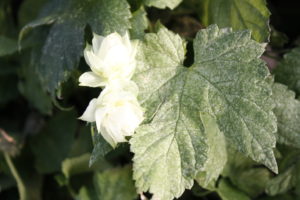 Image of hop plant leaf with damage caused by spider mites