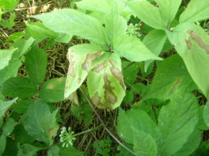 Fungus on green leaves