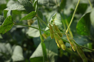 Closeup of soybean at Mountain Horticultural Research and Extension Center