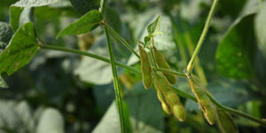 Closeup of soybean at Mountain Horticultural Research and Extension Center