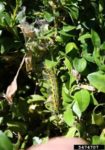 Box tree caterpillar feeding on boxwood