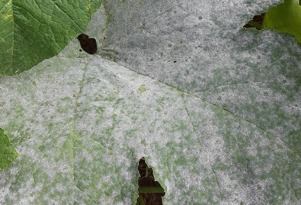 Cooperative Effort Yields Powdery Mildew Control Product for Greenhouse
