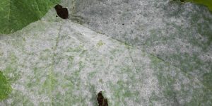 Pyriofenone is an effective fungicide for various species of powdery mildew on cucumbers, including the persistent Leveillula taurica.
Photo courtesy of University of Maryland Cooperative Extension