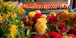 produce lady-574