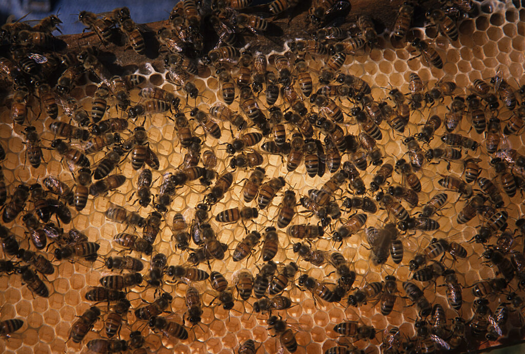 Learn IR-4's perspective on a potential change in honey bee product regulation.