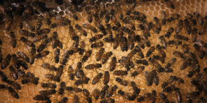 honey bee