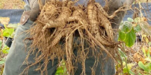Ginseng grower Joe Heil holds healthy harvested roots.
Photo courtesy of Heil Ginseng.
