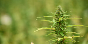 Hemp plant ready to be harvested. Image courtesy of NC State University.