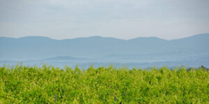 Raffaldini Vineyards in Wilkes County at dawn.
