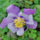 Aquilegia1_CLP-2