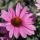 Echinacea_CLP