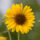 Helianthus2_CLP-2