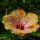Hibiscus1_CLP-2