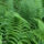 LadyFern_CLP-2