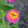 Lantana_CLP-2