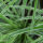 Liriope_CLP-2