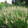 OrnamentalGrass-2