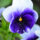 Pansy4_CLP-2