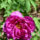 Peony2_CLP-2