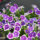 Petunia4_CLP-2