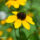 Rudbeckia_CLP-2