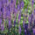 Salvia2_CLP-2